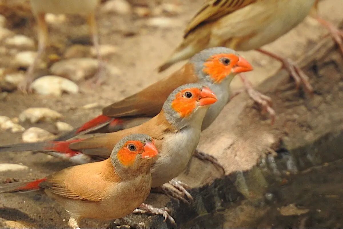 Orange-cheeked Waxbills