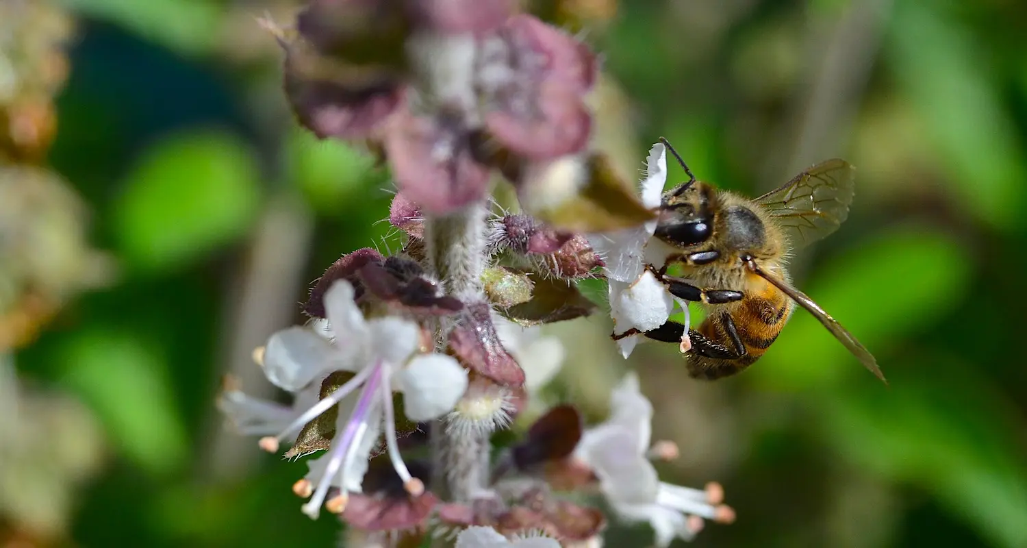 Imkerei – Die afrikanische Honigbiene