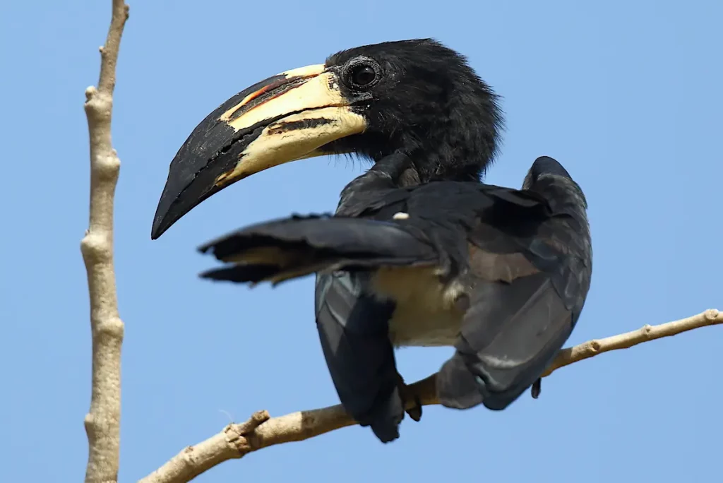 African-Pied-Hornbill-