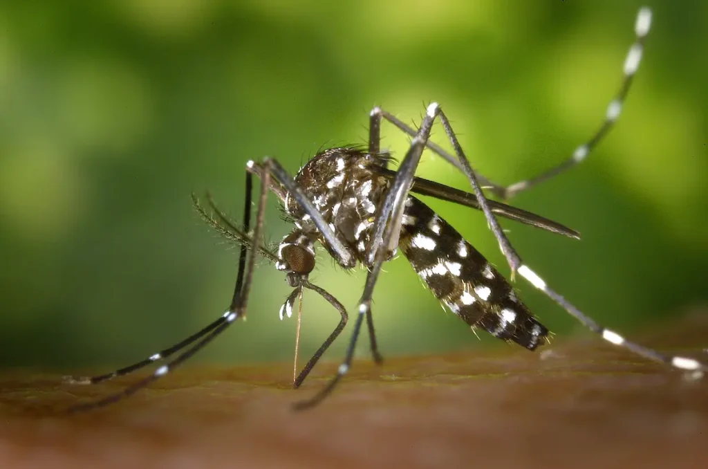 Finns det myggor i Gambia