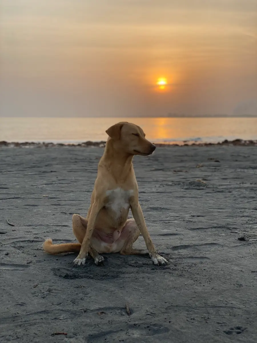 perro de playa