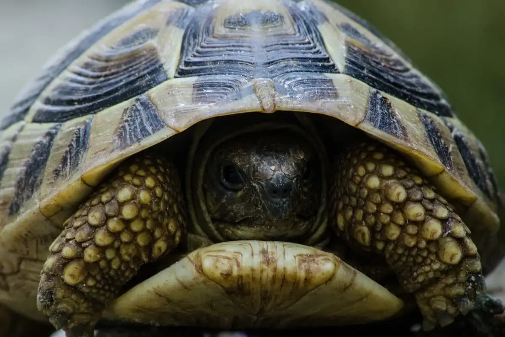 Bells Tortuga con bisagras hacia atrás