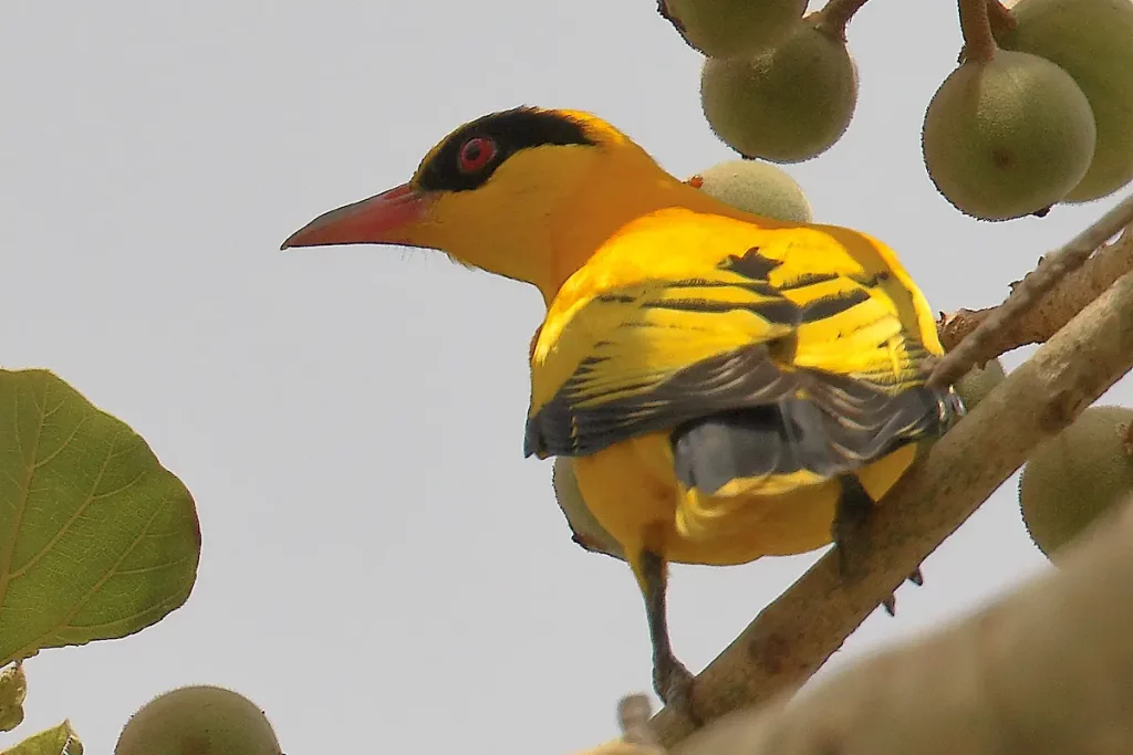 Vogelbeobachtung in Gambia