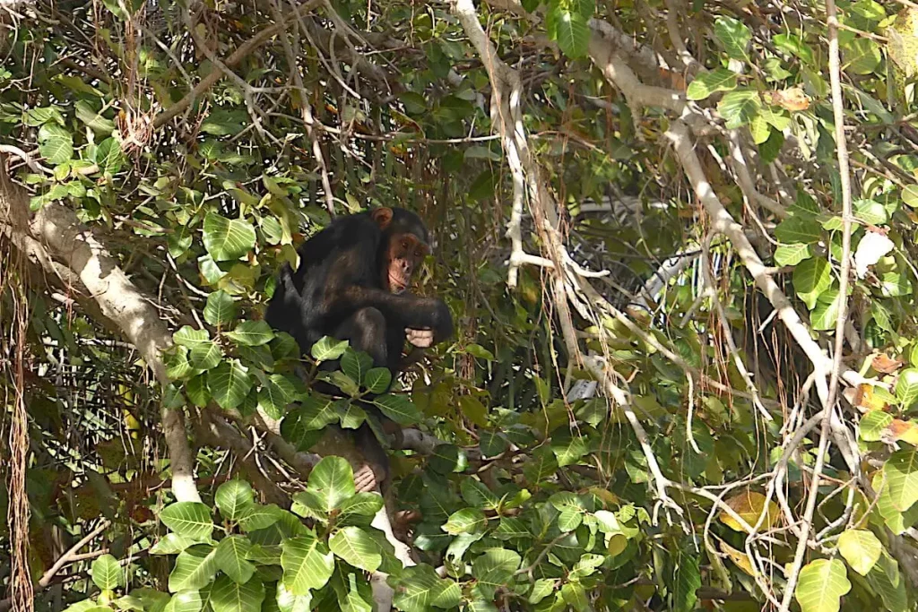 Gambia-Schimpanse