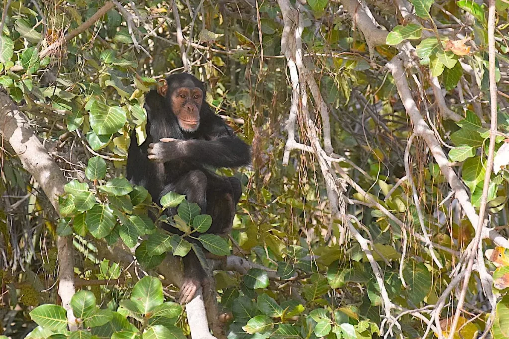 Chimpansee Gambia