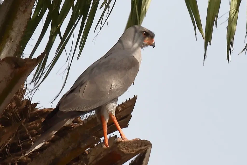 Dark Chanting Goshawk