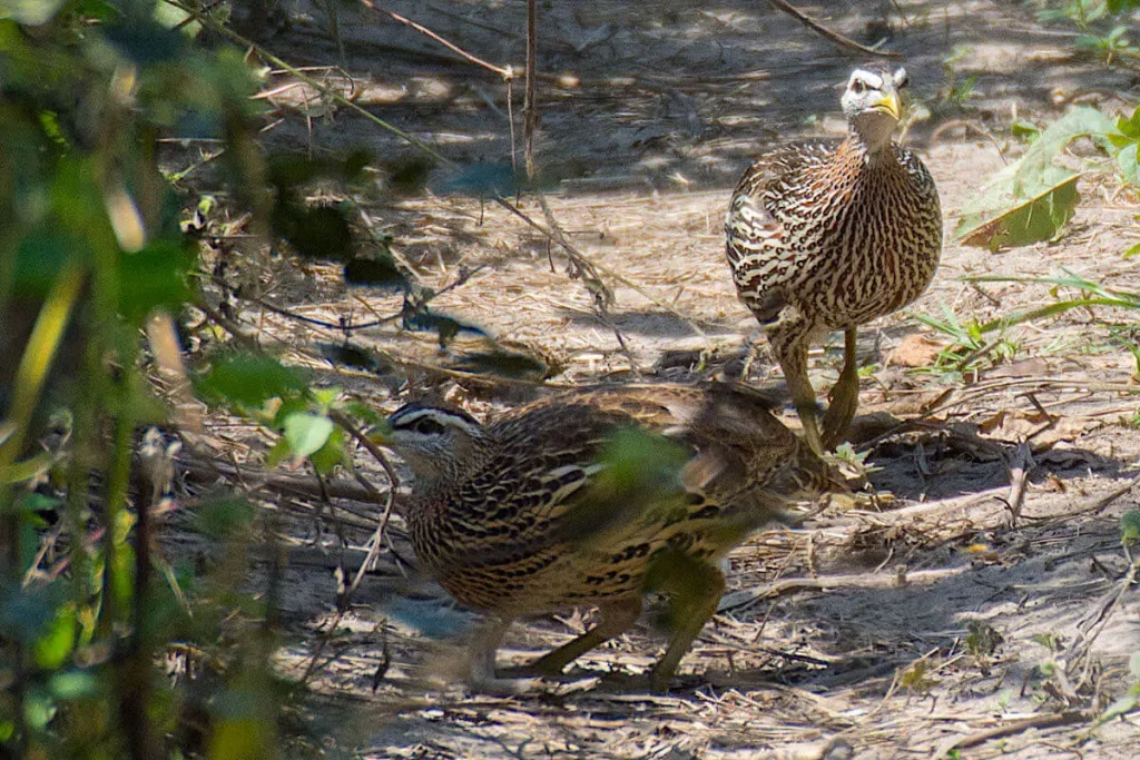 Double Spurred Francolin