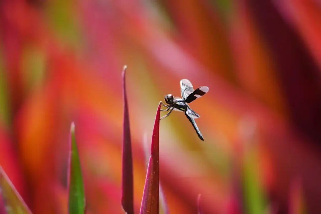 Dragonflies of Gambia