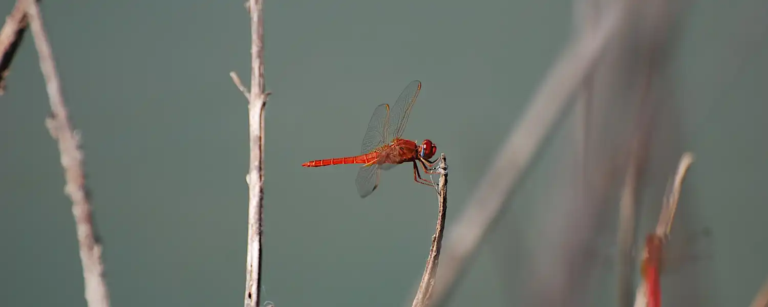 Libellen in Gambia