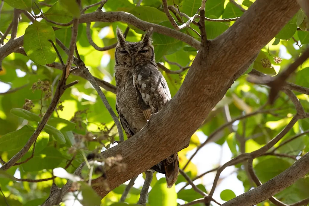African Wood Owl 