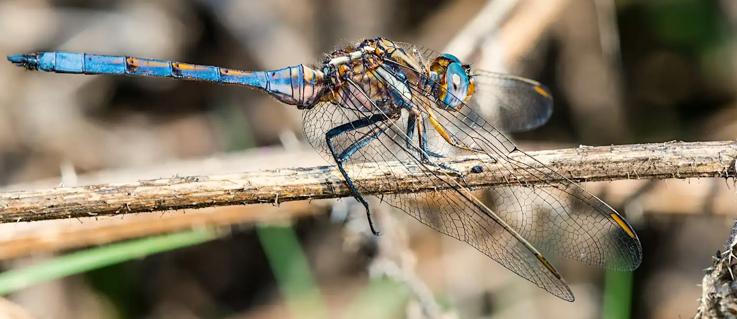 Dragonflies of The Gambia