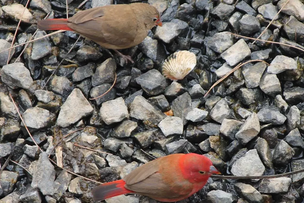 Firefinch-male-and-female