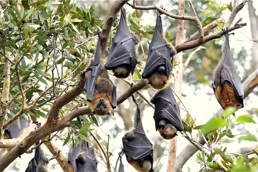 Fledermausbeobachtung in Gambia