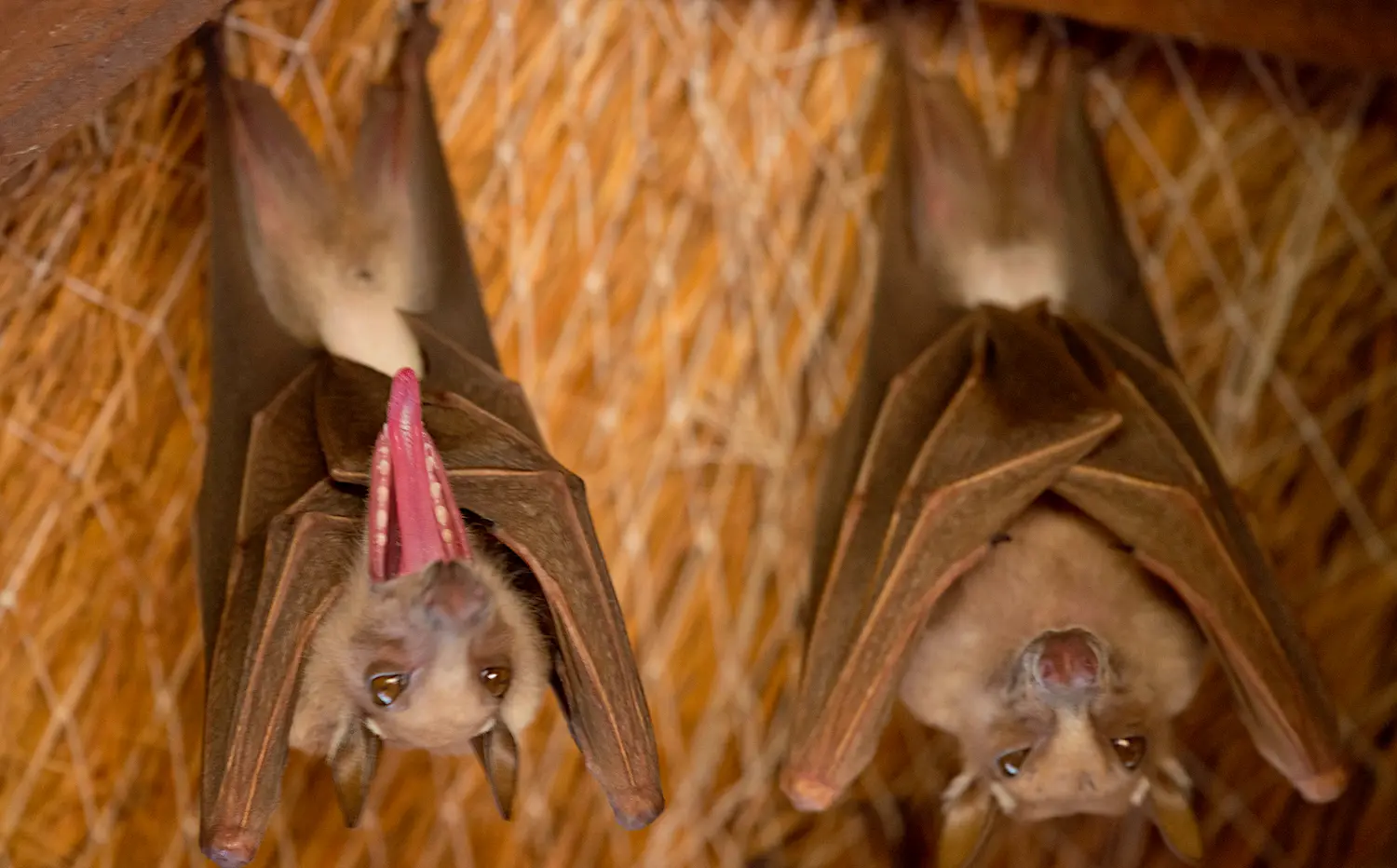 Bats in Gambia