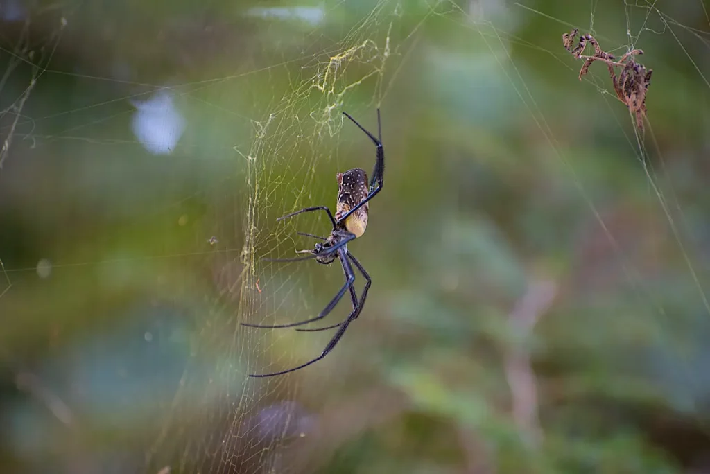 Gambia-Spider-1
