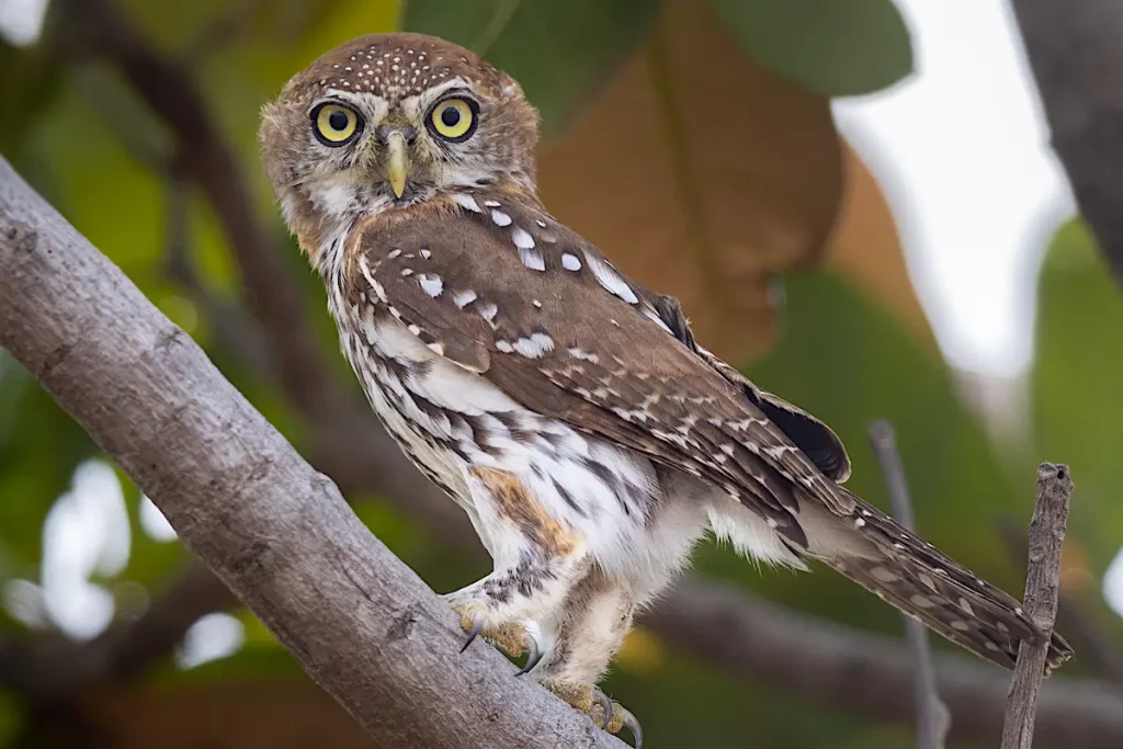 Gambia bird watching - Pearl spotted owlet
