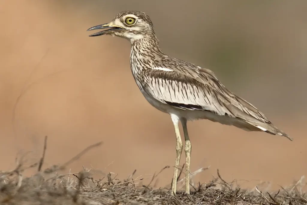Vogelbeobachtung in Gambia - SenegalThick Knee