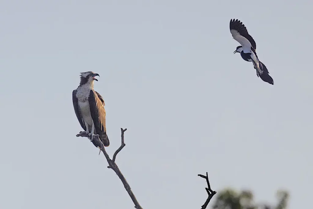 Gambia birdwatching - Osprey