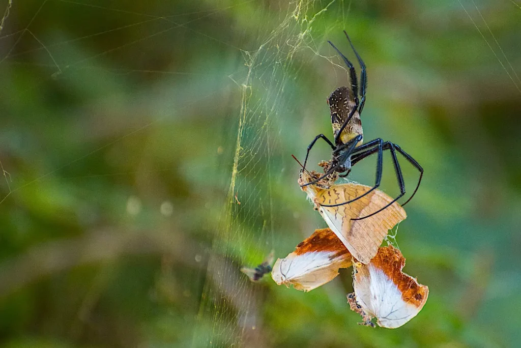 Araña de Gambia