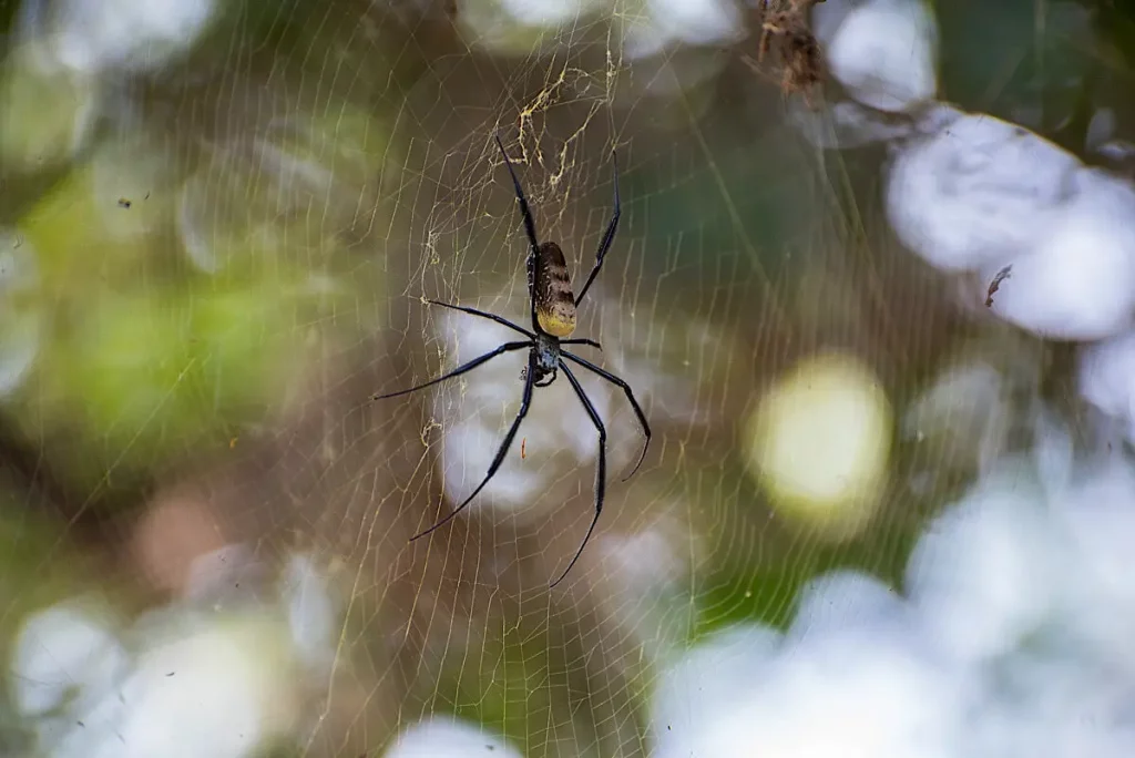 Araña de Gambia