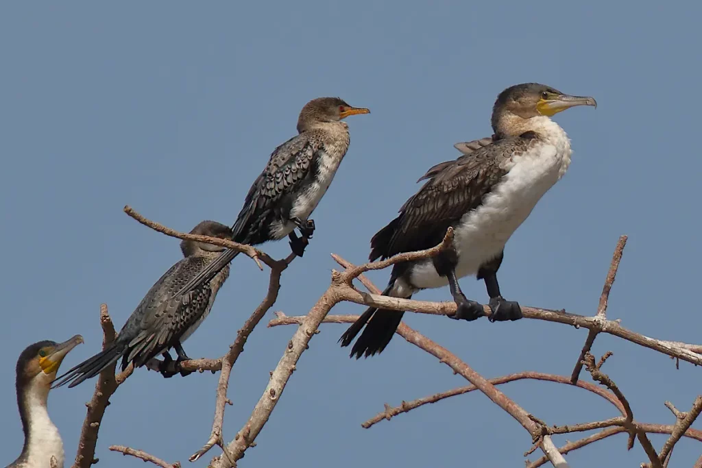 Great-Long-tailed-Cormorant