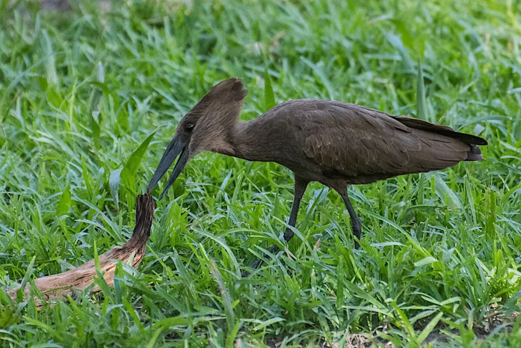 Gambia birds