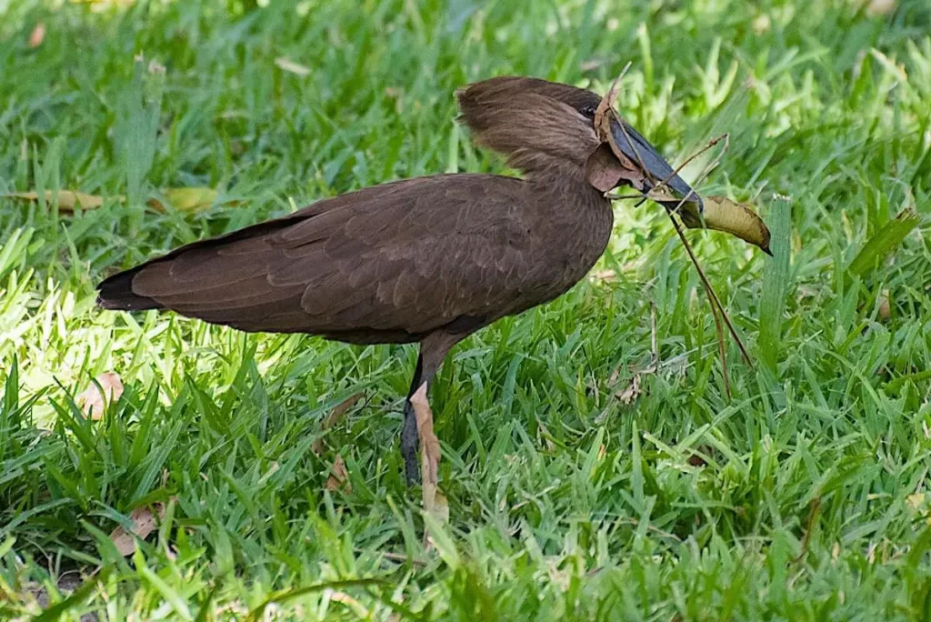 Oiseau en Gambie