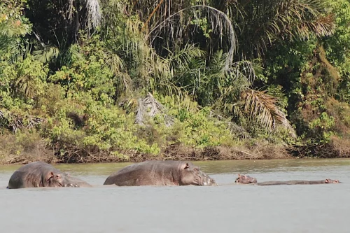 Hippopotames avec jeunes