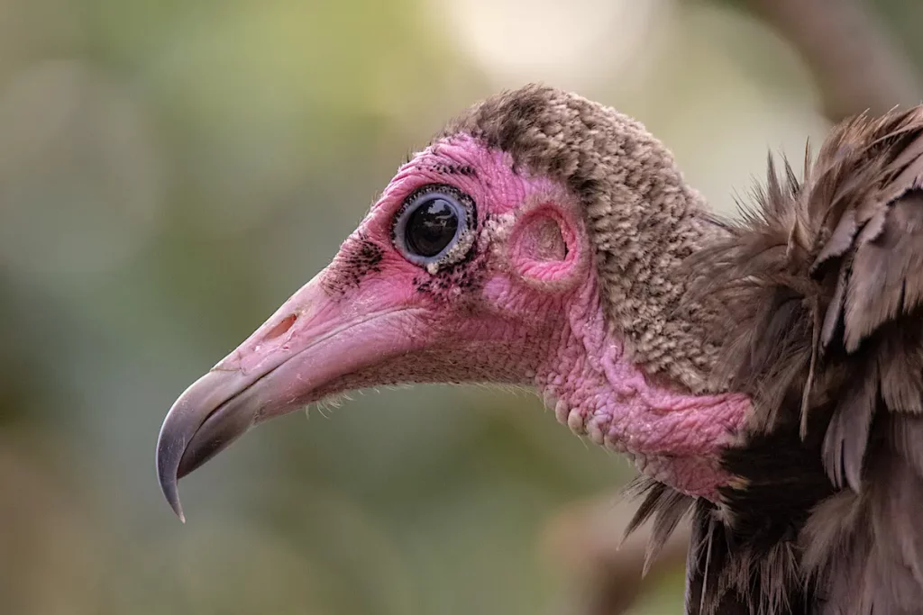 Hooded-vulture