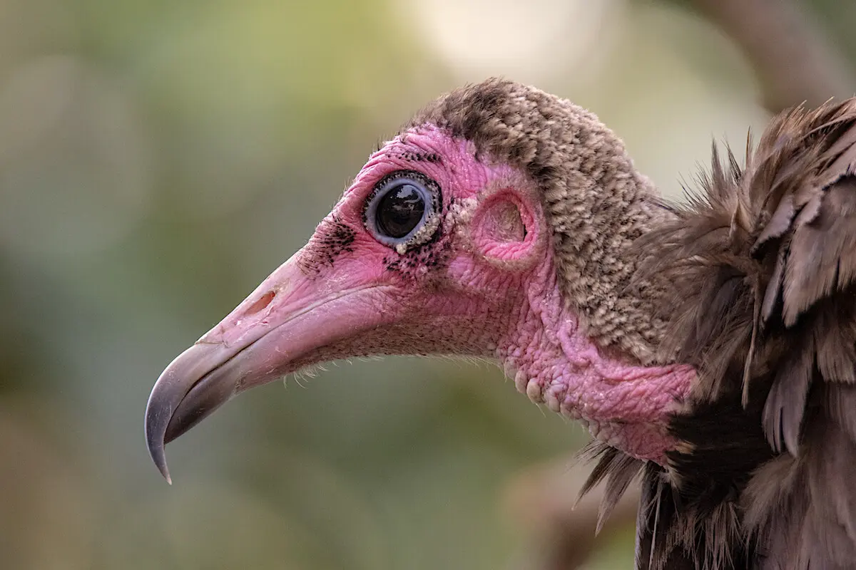 Hooded vulture - Wikipedia