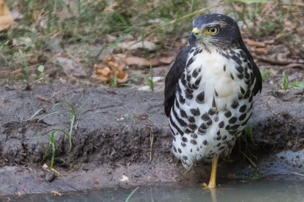 Juvenile Goshawk