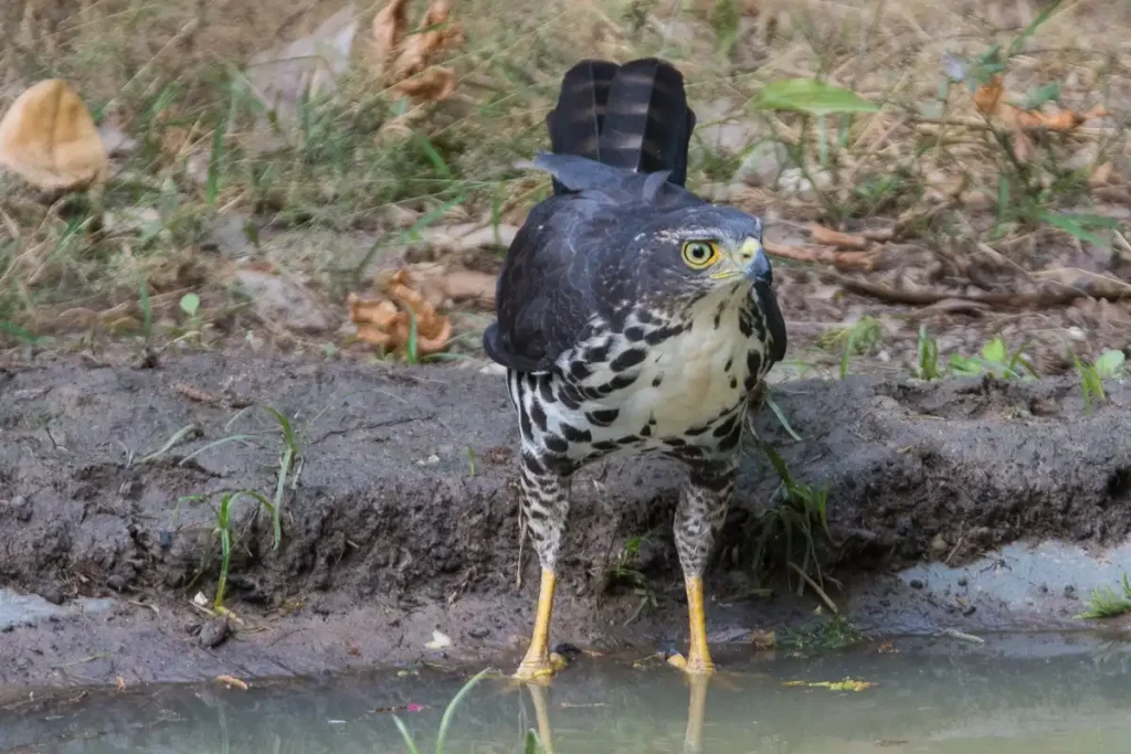 Juvenile Goshawk