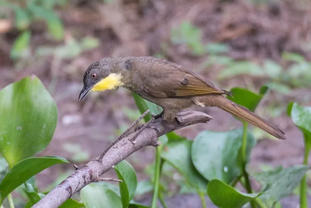 Yellow Throated Leaflove