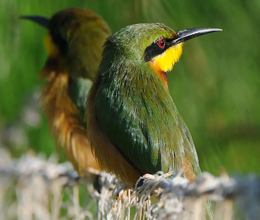 Little-Bee-eater.