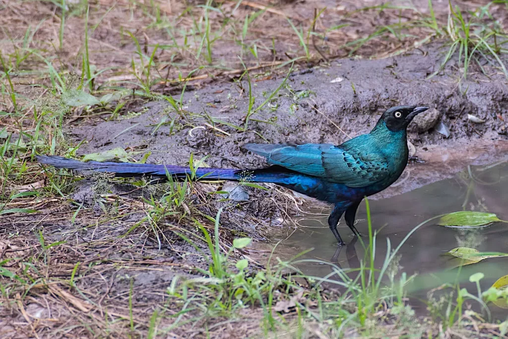 Long-tailed-Glossy-starling