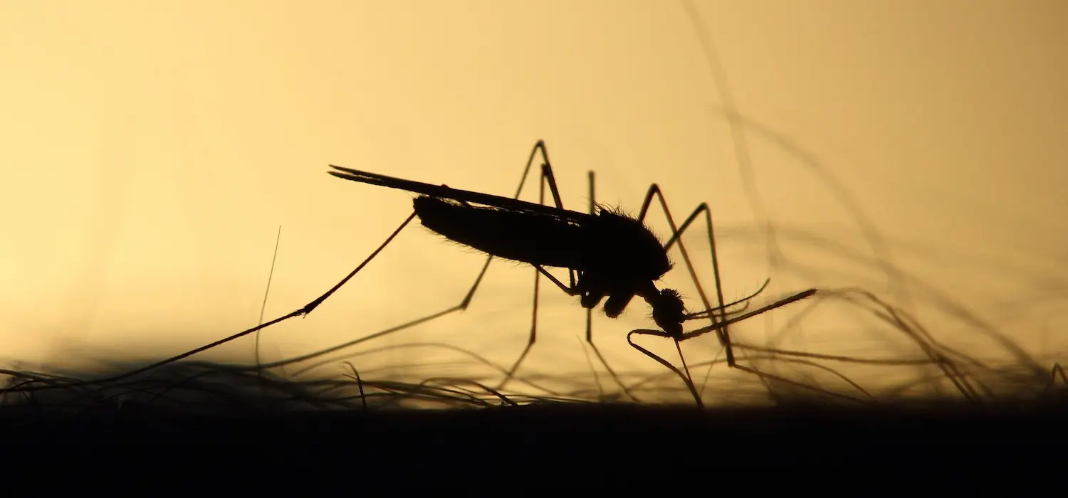 Myggor i Gambia?