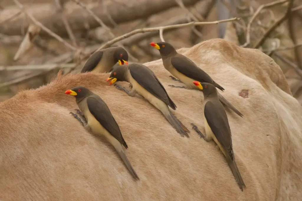 Oxpecker birds on a cow