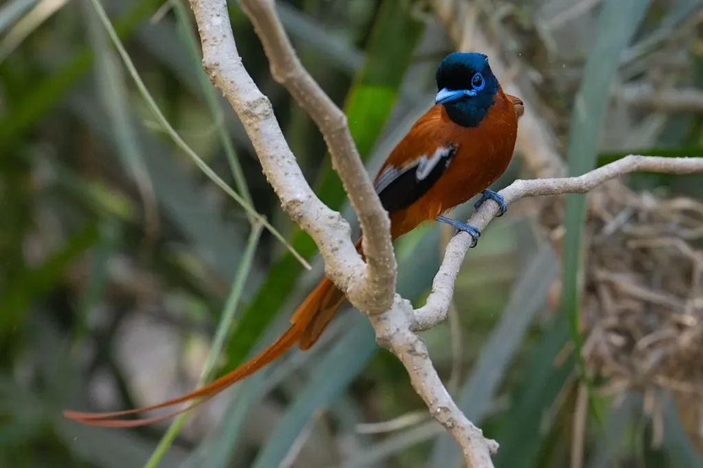 Paradise flycatcher Footsteps Gambia 2024