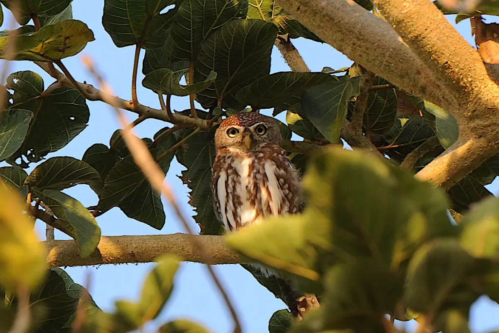 Pearl-spotted-Owlet.