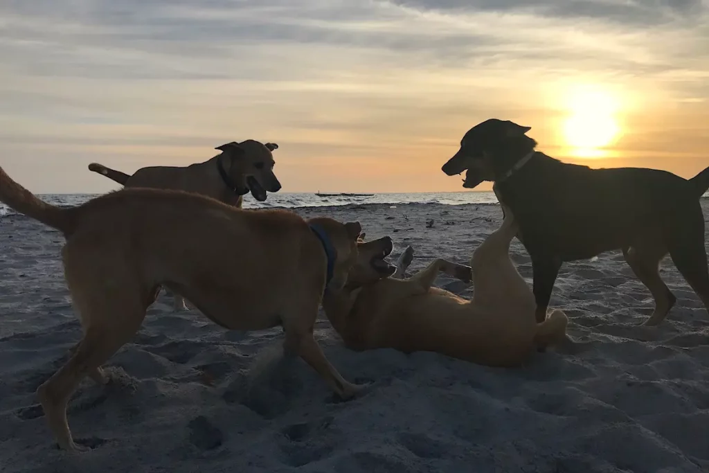 Honden spelen op het strand