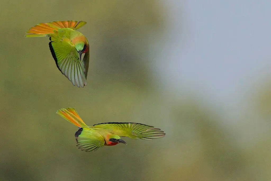 Red-throated-Bee-eater diving