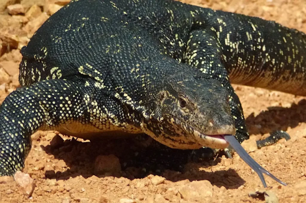 Reptiler i Gambia