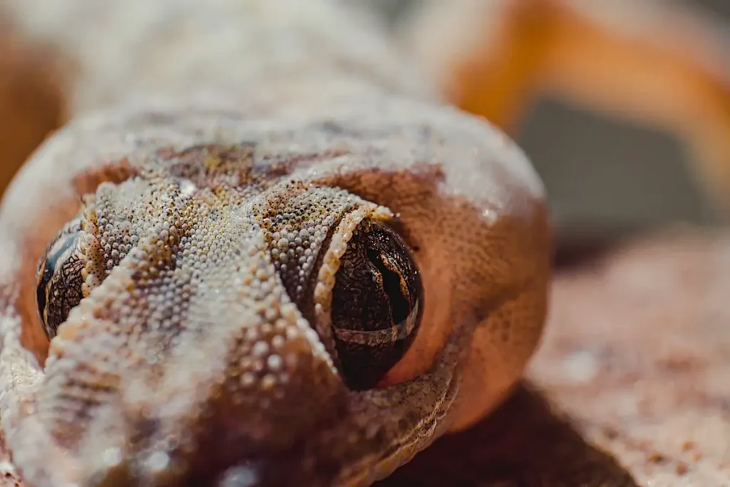 Reptiles de Gambia