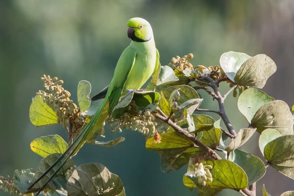 Rose-ringed-Parakeet