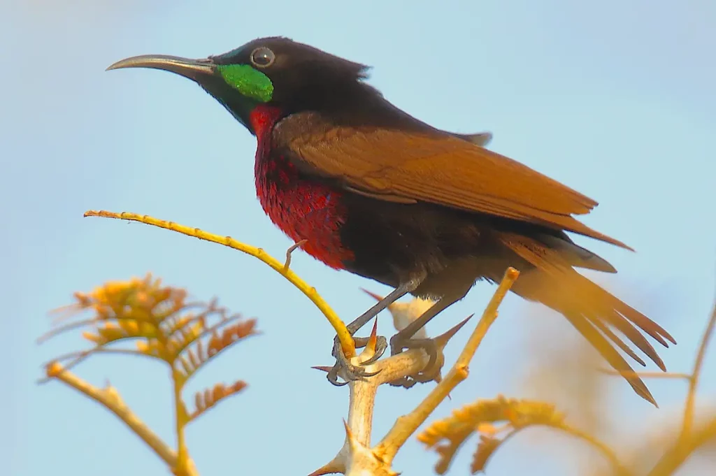 Scarlet-chested Sunbird (m) - Spår nära Footsteps