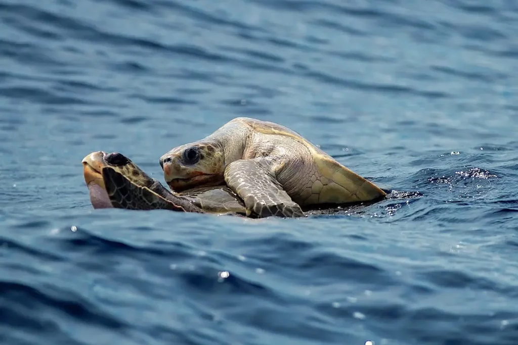 Conservación de tortugas marinas