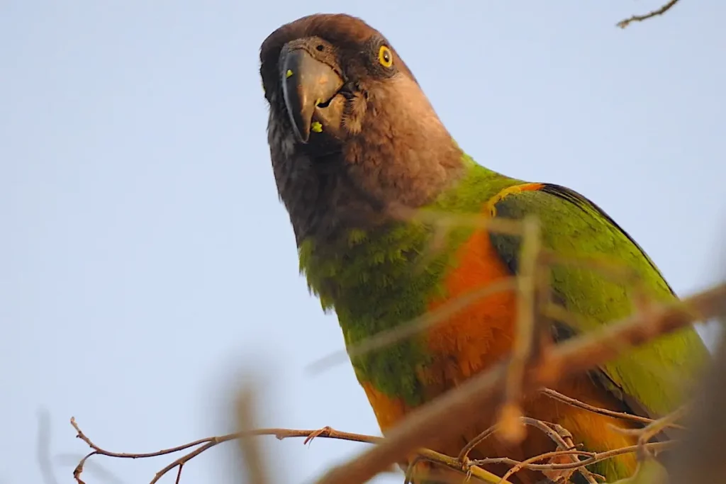 Senegalesischer Papagei in der Footsteps Eco Lodge