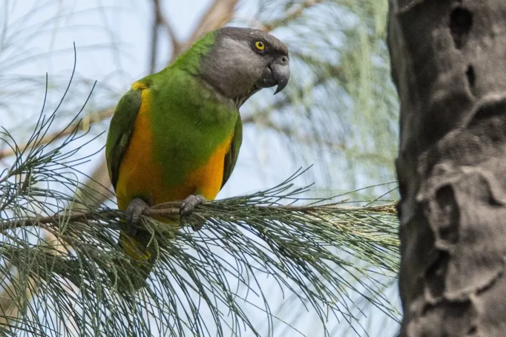 Senegal Papagei