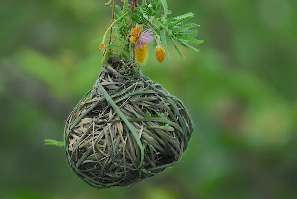 Village weaver nest-Gambia