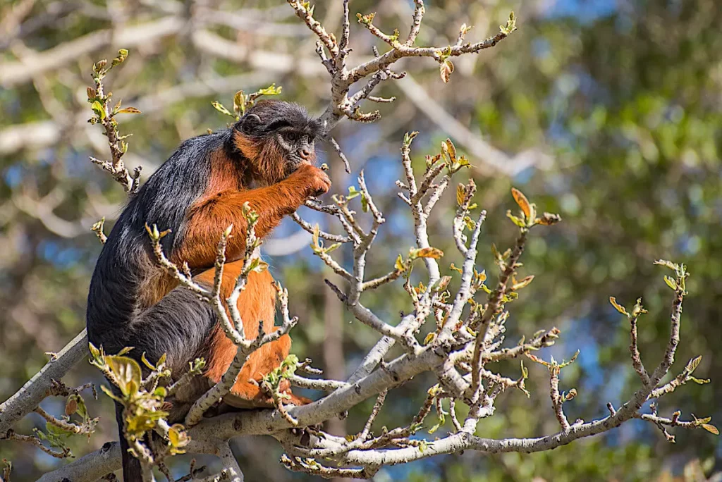 Western Red Colobus